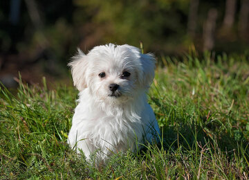 Hundewochen
